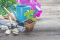 Seedlings in a peat pot, pink orchid flowers and blue watering c Royalty Free Stock Photo