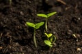 Seedlings in peat pots.Baby plants seeding Royalty Free Stock Photo