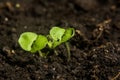 Seedlings in peat pots.Baby plants seeding Royalty Free Stock Photo