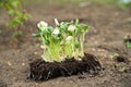 Seedlings in peat pots. The processes of young plants on the background of the earth close-up and copy space Royalty Free Stock Photo