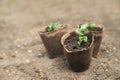 Seedlings in peat pots. The processes of young plants on the background of the earth close-up and copy space Royalty Free Stock Photo