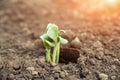 Seedlings in peat pots. The processes of young plants on the background of the earth close-up and copy space Royalty Free Stock Photo