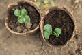 Seedlings in peat pots. The processes of young plants on the background of the earth close-up and copy space Royalty Free Stock Photo