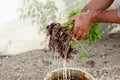 Seedlings of Peppers in hand of a men, ready to transplant Royalty Free Stock Photo