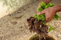 Seedlings of Peppers in hand of a men, ready to transplant Royalty Free Stock Photo