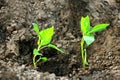 Seedlings of peppers planted in open ground. Royalty Free Stock Photo