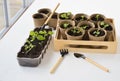 Seedlings of petunia plants in small pots on a table on a spacious balcony in spring. Gardening, flowers, hobby.