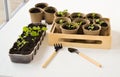 Seedlings of petunia plants in small pots on a table on a spacious balcony in spring. Gardening, flowers, hobby