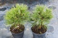 Seedlings pine conifers evergreen trees in pots