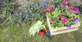 Seedlings of pink cascading petunia in a wooden garden box surrounded by garden tools against a green lawn and blue periwinkle or Royalty Free Stock Photo