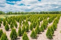 Seedlings Plantation Of Coniferous Bushes Thuja, Thuya Planted Rows