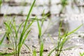 Seedlings planted in spring. Royalty Free Stock Photo