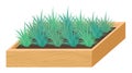 Seedlings, plants for home and garden, plants in a box Royalty Free Stock Photo