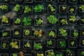 Seedlings in plastic boxes, top view, in modern hydroponic greenhouse for cultivation of flowers Royalty Free Stock Photo