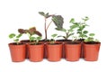 Seedlings in Plastic Pots Royalty Free Stock Photo