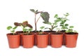 Seedlings in Plastic Pots