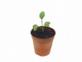 Seedlings in plastic pots isolated on white background Royalty Free Stock Photo