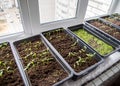 Seedlings in plastic trays are grown on a windowsill