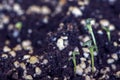 Seedlings in a pot, macro shot. White perlites, cocopeat and torf peat in potting soil.