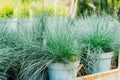 Seedlings in pots Blue fescue Intense Blue leaves Festuca glauca in plant pots in the garden center. Ideas for gardening