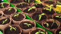 seedlings in pots close up