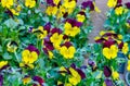 Seedlings in pots with flowers of violet garden Royalty Free Stock Photo