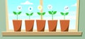 Seedlings in pots are standing on the windowsill. Young plants with leaves communicate with each other using emoji, emoticons;