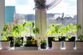 Seedlings in pots on a windowsill