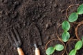 The seedlings of pumpkin are cultivated in coconut fiber pots Royalty Free Stock Photo