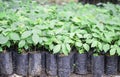 Seedlings for reforestation for a good environment.