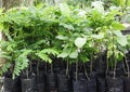 Seedlings for reforestation.