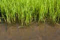 Seedlings of rice