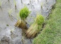 Seedlings rice