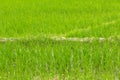 Seedlings Rice field on tropical