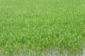 The seedlings in the rice fields of the farmer of Thailand, which are sweet in the rainy season. It is growing and thriving in a b