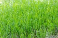 The seedlings in the rice fields of the farmer of Thailand, which are sweet in the rainy season. It is growing and thriving in a b