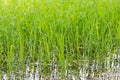 The seedlings in the rice fields of the farmer of Thailand, which are sweet in the rainy season. It is growing and thriving in a b Royalty Free Stock Photo