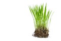 Seedlings rice isolate on white Royalty Free Stock Photo
