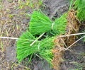Seedlings Rice plant in field