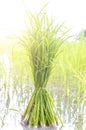 Seedlings Rice plant in the rainy season.