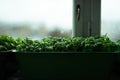 seedlings ripen in a greenhouse. green leaves of seedlings against misted windows