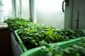 fresh green leaves of seedlings against misted windows