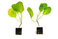 seedlings with root system isolated on white background.Green seedlings of kohlrabi.Growing Organic Vegetables.Kohlrabi