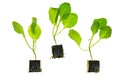 seedlings with root system set isolated on white background.Green seedlings of kohlrabi.Growing Organic Vegetables.