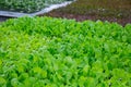 Seedlings of salad growing in plant nursery Royalty Free Stock Photo