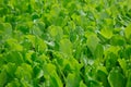 Seedlings of salad growing in plant nursery Royalty Free Stock Photo