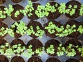 Seedlings in seedbeds Royalty Free Stock Photo