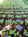 seedlings in seedbeds Royalty Free Stock Photo