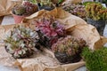 Seedlings of small colored ornamental plants