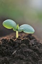 seedlings in soil.Gardening and agriculture.Growing seedlings. Growing organic vegetables and greens. Earth Day Royalty Free Stock Photo